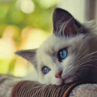 Avatar của Lê Văn C
